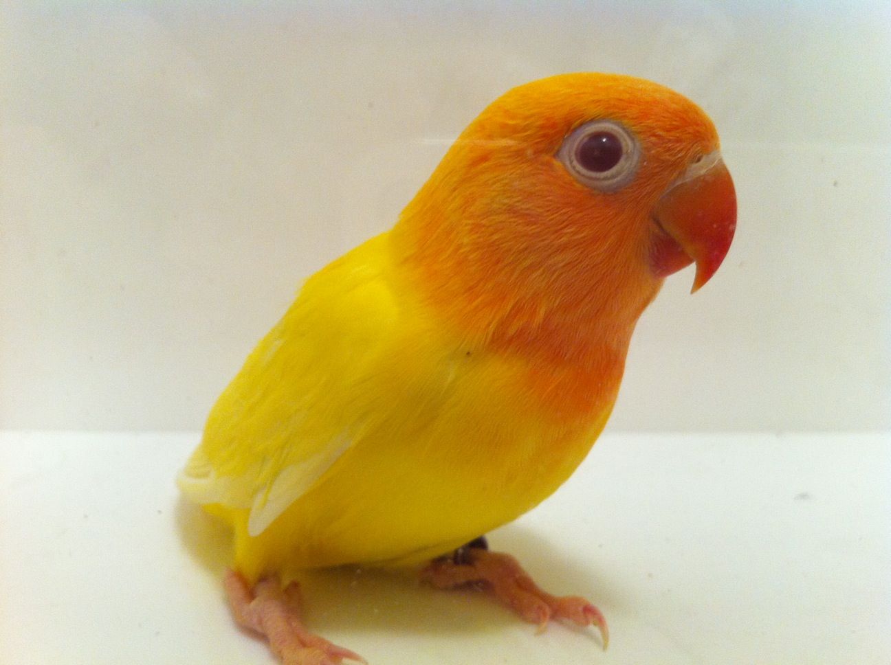 Lovebird Fischer Lutino — New York Bird Supply
