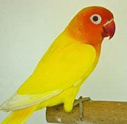 Lovebird Fischer Lutino - New York Bird Supply