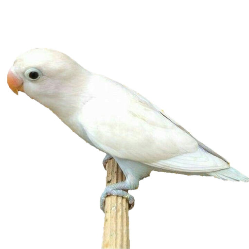 Lovebird White - New York Bird Supply