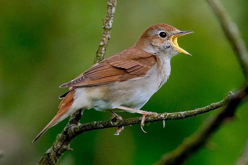 Nightingale - New York Bird Supply