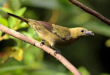 Palm Tanager      - New York Bird Supply