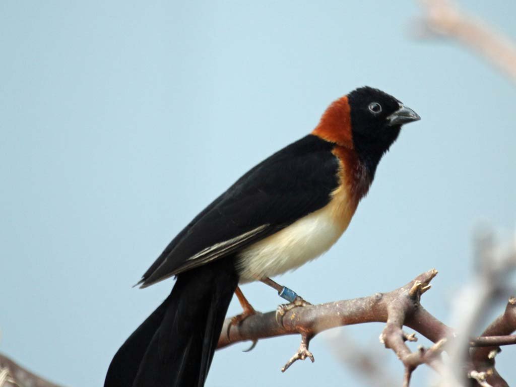 Paradise Whydah — New York Bird Supply