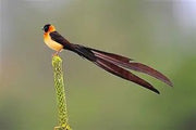 Paradise Whydah - New York Bird Supply