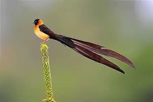 Paradise Whydah - New York Bird Supply