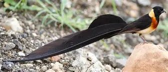 Paradise Whydah - New York Bird Supply