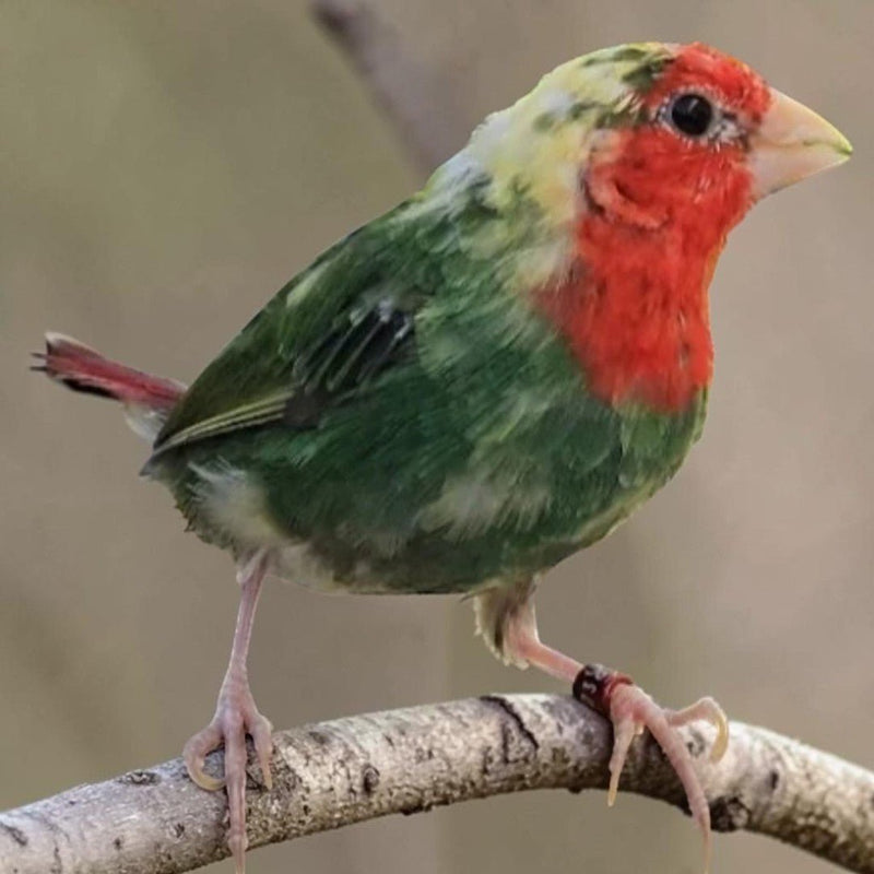 Parrot Finch Red Throat Heavy Pied - New York Bird Supply