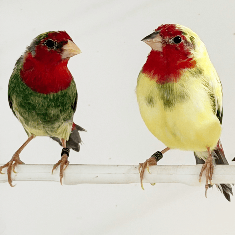 Parrot Finch Red Throat Heavy Pied - New York Bird Supply