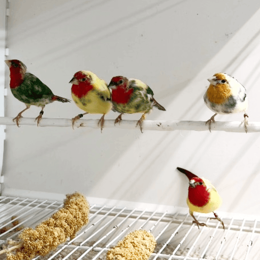Parrot Finch Red Throat Heavy Pied - New York Bird Supply