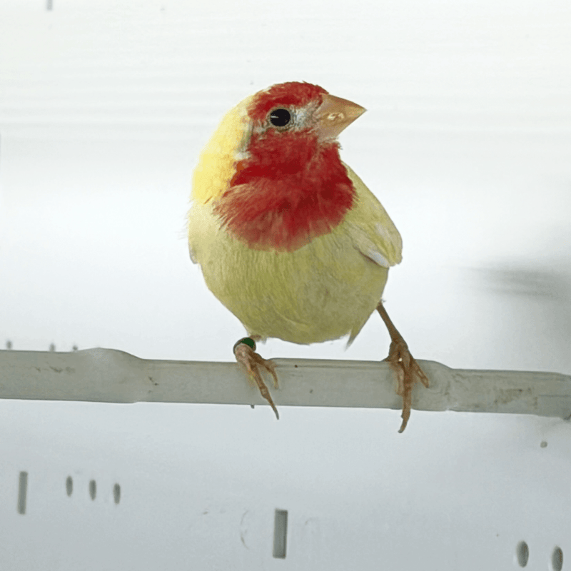 Parrot finch Red throat Lutino - New York Bird Supply