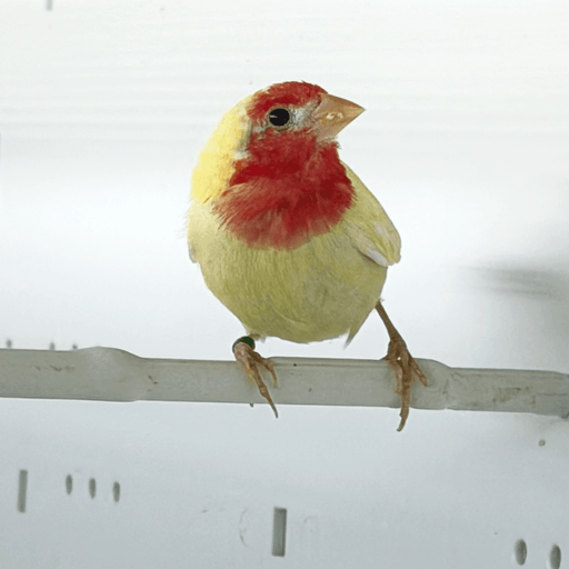 Parrot finch Red throat Lutino - New York Bird Supply