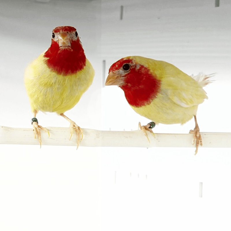 Parrot finch Red throat Lutino - New York Bird Supply