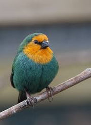 Parrot Finch Sea Green - New York Bird Supply