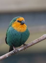 Parrot Finch Sea Green - New York Bird Supply