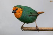 Parrot Finch Sea Green - New York Bird Supply