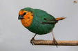 Parrot Finch Sea Green - New York Bird Supply