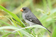 PicoPlat - New York Bird Supply