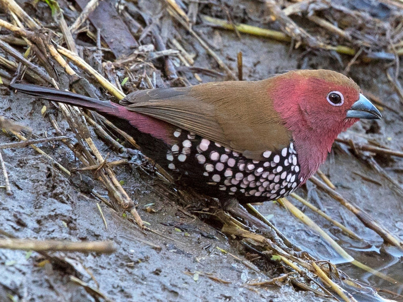 Pink Twinspots - New York Bird Supply