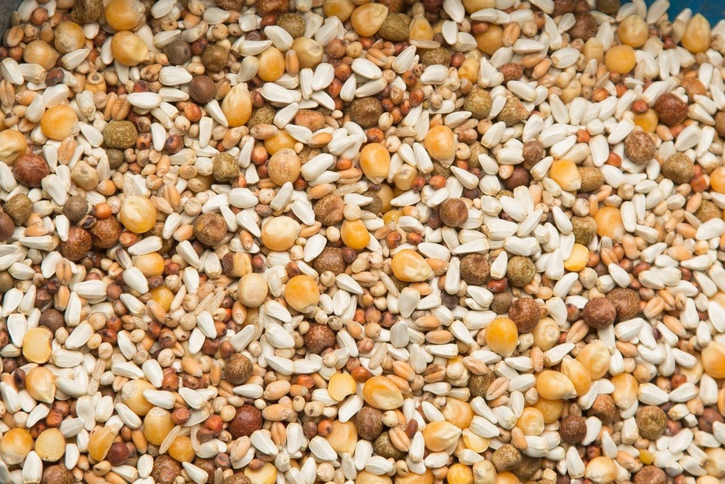 Purgrain Vinny Mix Popcorn 50 lb - New York Bird Supply