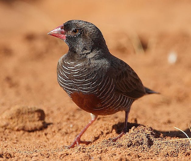 Quail Finch - New York Bird Supply