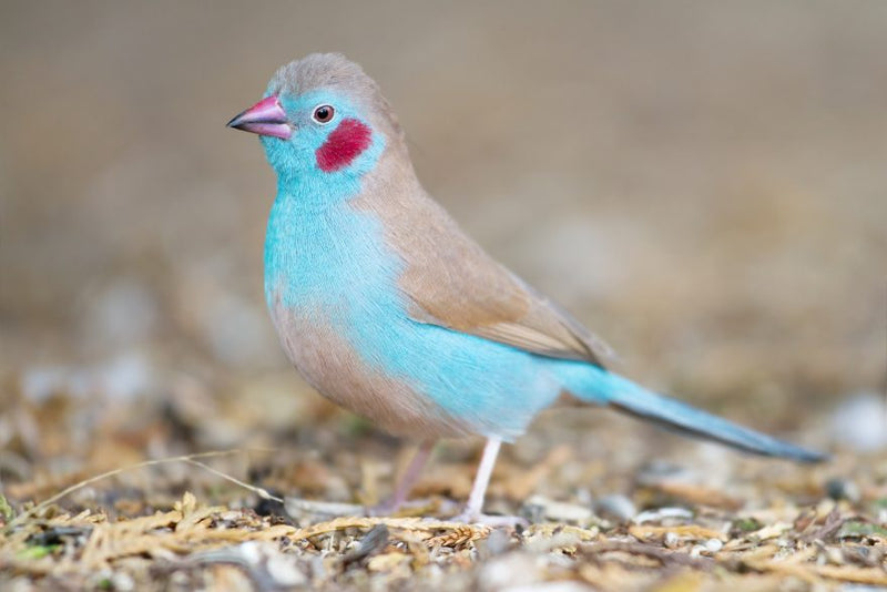 Red Cheeks Cordon Blue Waxbill - New York Bird Supply
