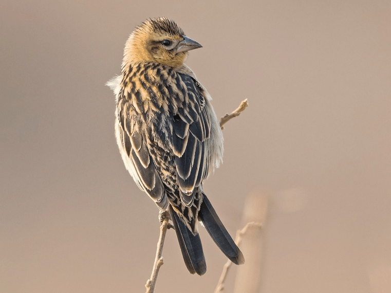 Red - Collared Widowbird - New York Bird Supply