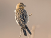 Red - Collared Widowbird - New York Bird Supply