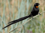 Red - Collared Widowbird - New York Bird Supply