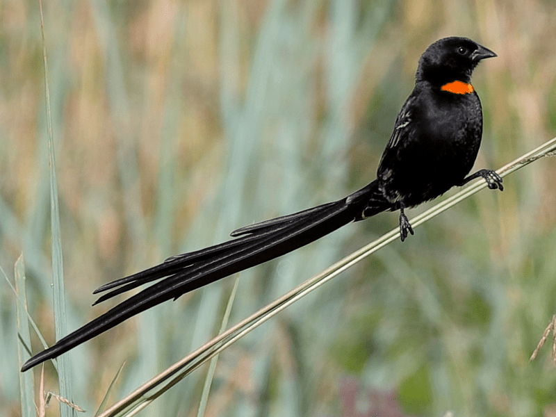 Red - Collared Widowbird - New York Bird Supply