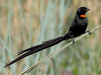 Red - Collared Widowbird - New York Bird Supply