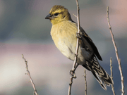 Red - Collared Widowbird - New York Bird Supply