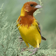 Red Headed Bunting - New York Bird Supply