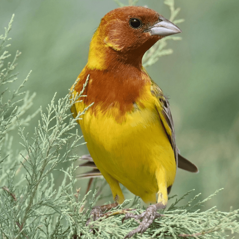 Red Headed Bunting - New York Bird Supply