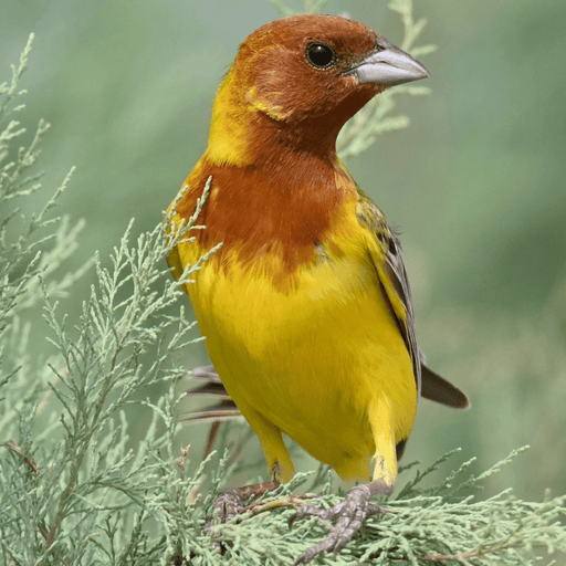 Red Headed Bunting - New York Bird Supply