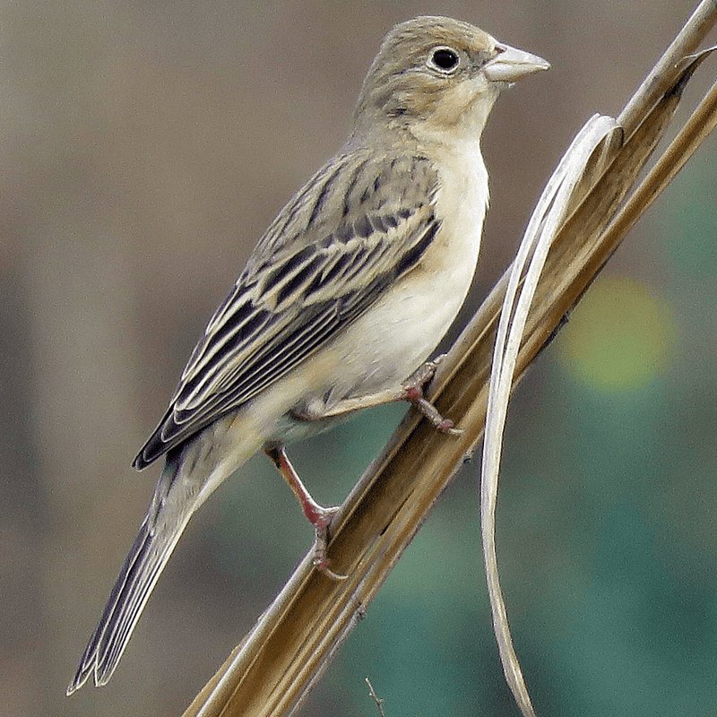 Red Headed Bunting - New York Bird Supply