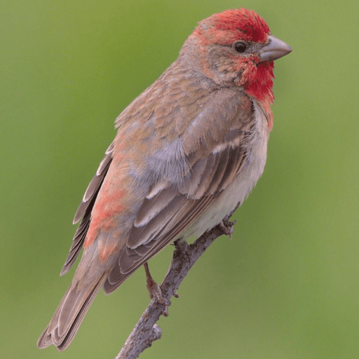 Rose Finch - New York Bird Supply