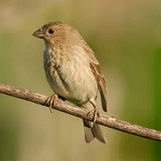 Rose Finch - New York Bird Supply