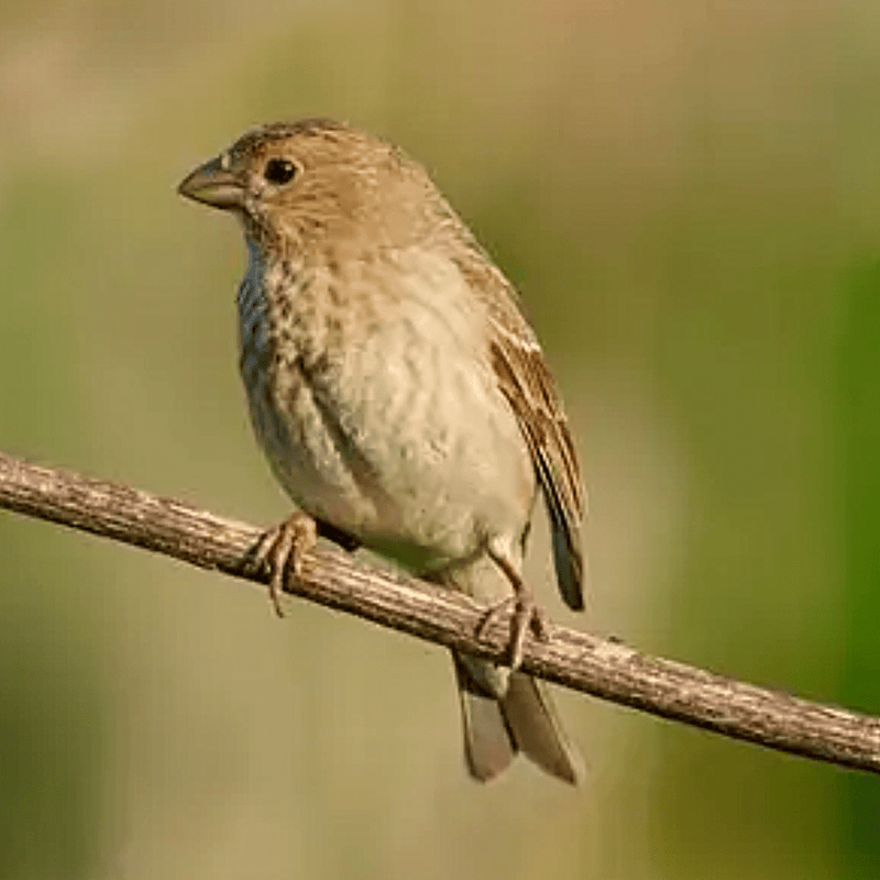 Rose Finch - New York Bird Supply