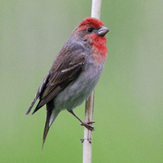 Rose Finch - New York Bird Supply