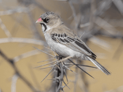 Scaly - Feathered Weaver - New York Bird Supply