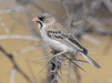 Scaly - Feathered Weaver - New York Bird Supply