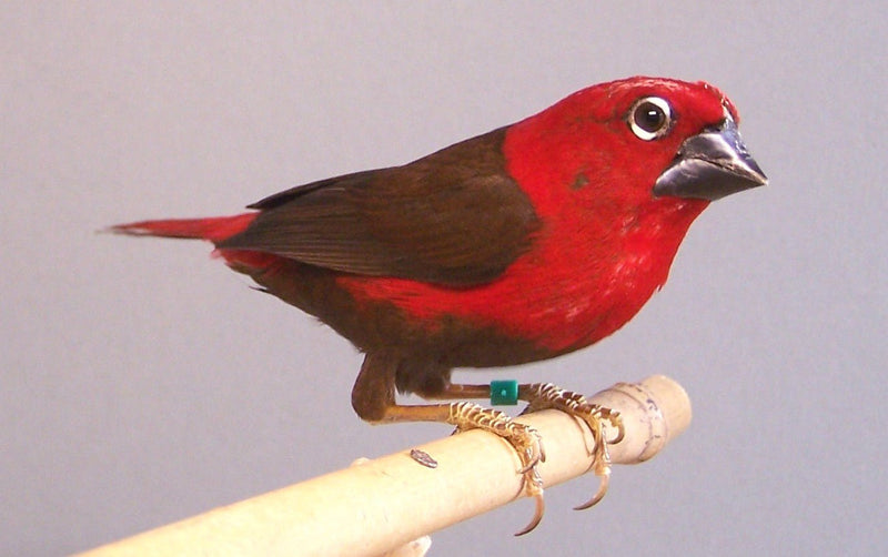 Seed Cracker - New York Bird Supply