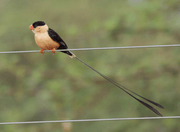 Shaft - Tailed Whydah - New York Bird Supply