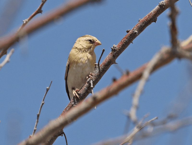Shaft - Tailed Whydah - New York Bird Supply