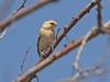 Shaft - Tailed Whydah - New York Bird Supply