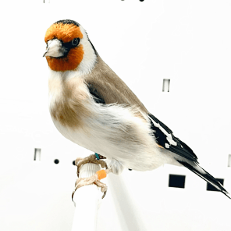 Siberian Goldfinch - New York Bird Supply