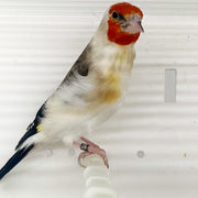 Siberian GoldFinch Mutation - New York Bird Supply