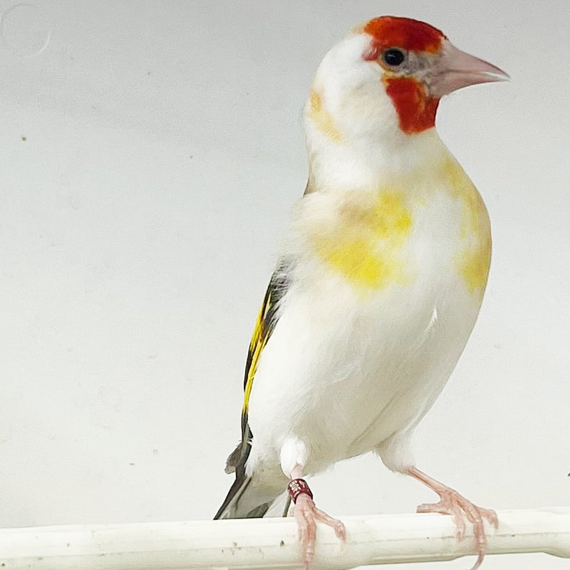 Siberian GoldFinch Mutation - New York Bird Supply