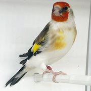 Siberian GoldFinch Mutation - New York Bird Supply