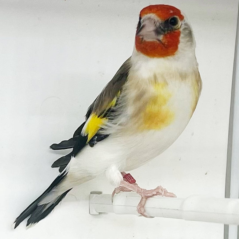 Siberian GoldFinch Mutation - New York Bird Supply