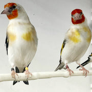 Siberian GoldFinch Mutation - New York Bird Supply